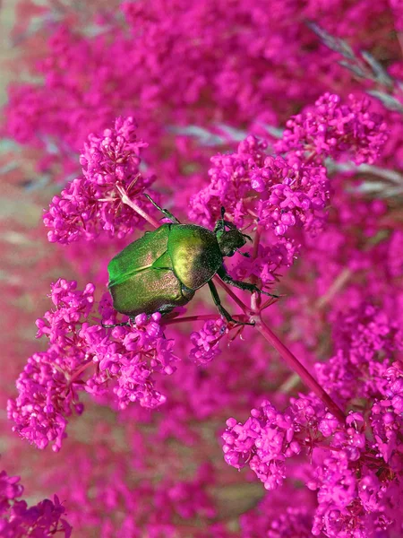 Łąka, lato, zielony chrząszcz gnoju na fioletowe kwiaty, natura — Zdjęcie stockowe