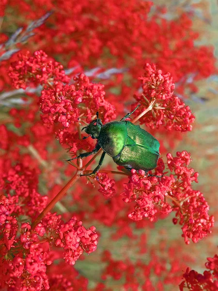 Природа, зеленый навозный жук на красных растениях, детали луга летом . — стоковое фото