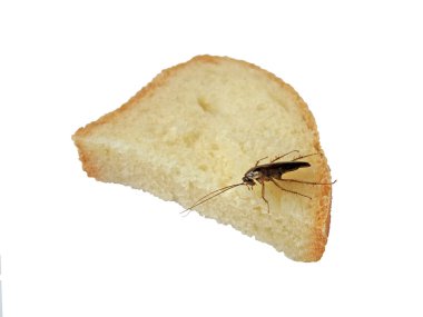 Brown cockroach on white bread, nature details. clipart