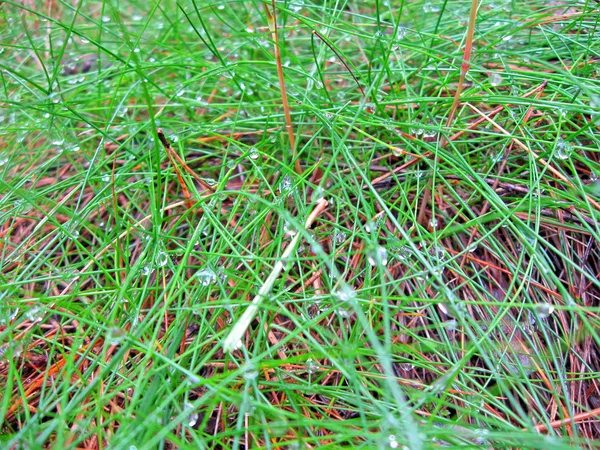 Abstraktní zelené trávy s deštěm kapek haldy, lesní detaily. — Stock fotografie