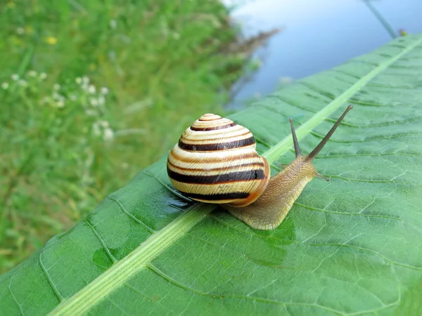 Gastropoda mollusc (улитка) на зеленом листе, детали природы . — стоковое фото