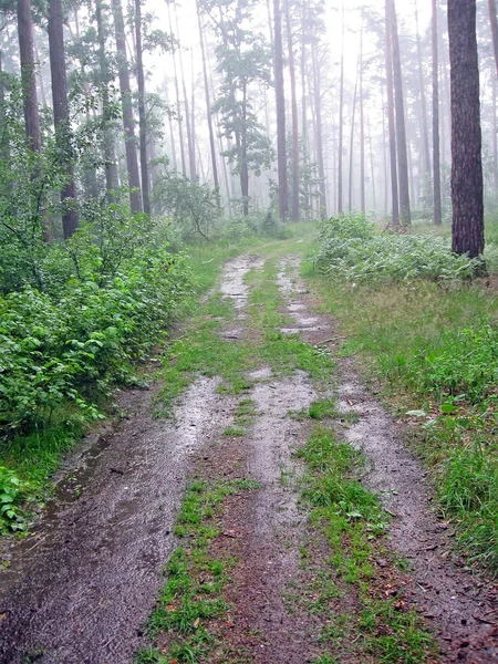 Rain in green forest, summer nature details. — Stock Photo, Image