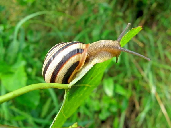 Snail (gastropoda mollusc) on green leaf, nature details. — Stock Photo, Image