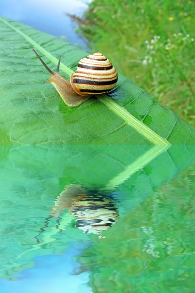 Caracol (molusco gastropoda) en hoja verde, detalles de la naturaleza . —  Fotos de Stock