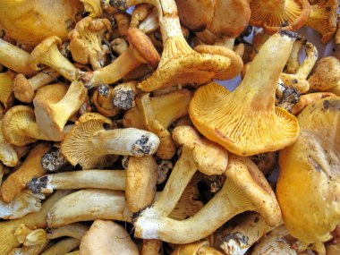 Edible mushroom heap, chanterelle, forest fungus clipart