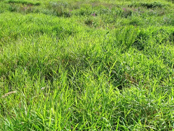 Zielona trawa na łące, natura szczegóły. — Zdjęcie stockowe