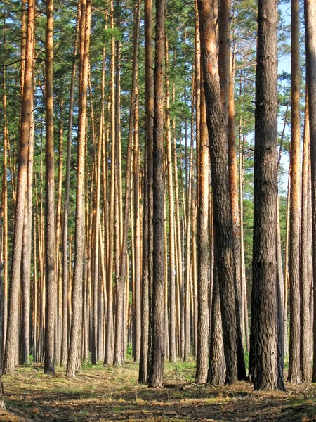 高棵松树堆在森林里，季节性的详细信息. — 图库照片