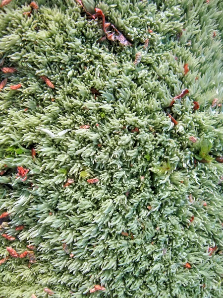 Textura de musgo verde primer plano, detalles de la naturaleza . —  Fotos de Stock