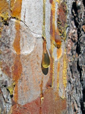 Amber-coloured transparent yellow drop, forest details. clipart