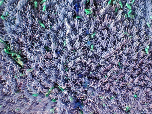 Blauwe moss textuur close-up, natuur details. — Stockfoto