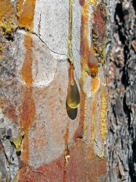 Cor âmbar gota amarela transparente, detalhes da floresta . — Fotografia de Stock