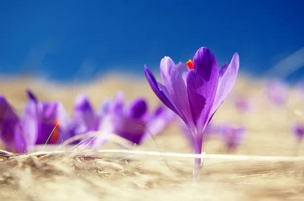 Crocus en fleurs — Photo