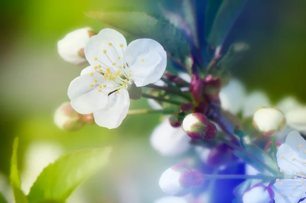 Background for design with a blossoming branch of a cherry — Stock Photo, Image