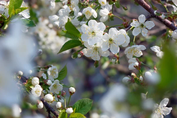 Bakgrunden för design med en blommande gren av ett körsbär — Stockfoto
