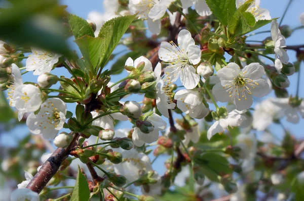 Bakgrunden för design med en blommande gren av ett körsbär — Stockfoto
