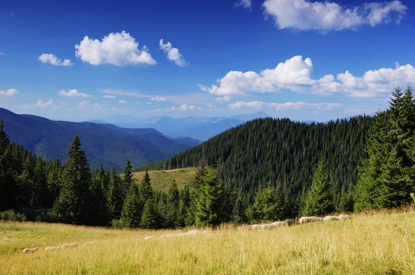 Sommerlandschaft in den Bergen ein sonniger Tag — Stockfoto