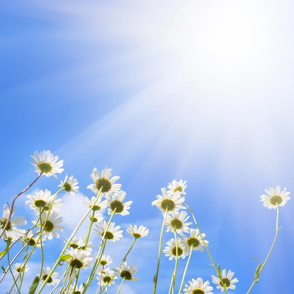 stock image Camomile flowers