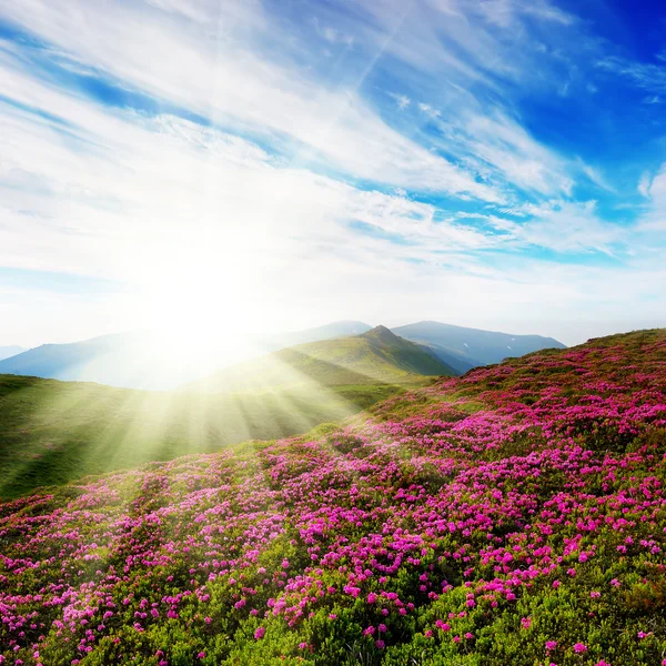 Весенний пейзаж с облачным небом и цветами — стоковое фото