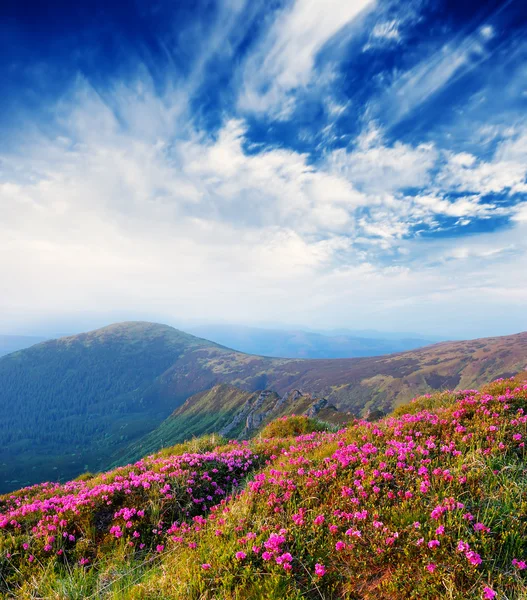 Lente landschap met de bewolkte hemel en bloem — Stockfoto