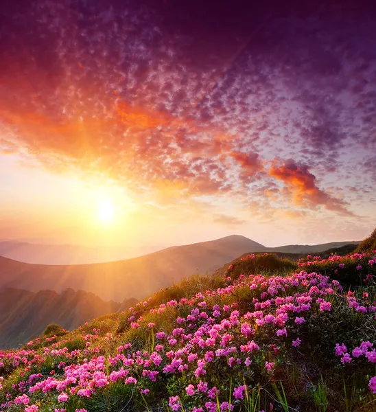 Frühlingslandschaft mit wolkenverhangenem Himmel und Blumen — Stockfoto