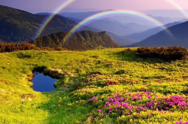 Paisagem de montanha com flores e um arco-íris — Fotografia de Stock