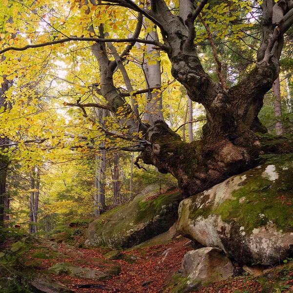 Impozantní strom v lese — Stock fotografie