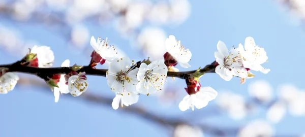 Cherry flowers in spring time. — Stock Photo, Image
