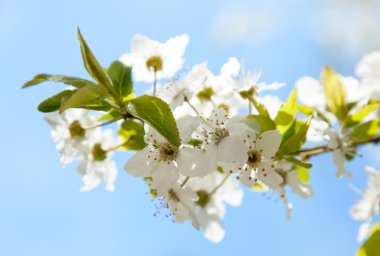 Bloom ağacı