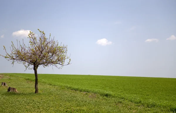 Поле, дерево и голубое небо — стоковое фото