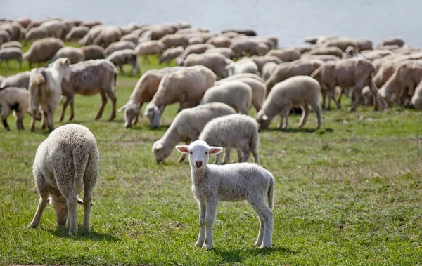 Cute baby sheep — Stock Photo, Image