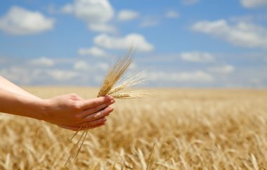 Female farmer hands keep crops over field. clipart