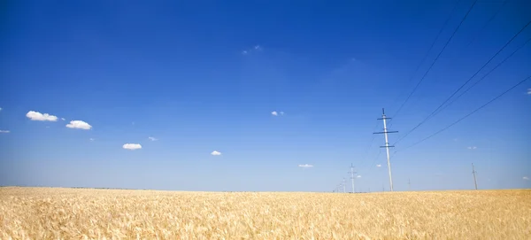 电气网的电杆上的蓝色的天空和小麦现场全景 — 图库照片