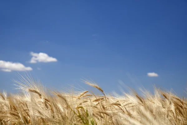 Goldenes Weizenfeld und blauer Himmel. — Stockfoto