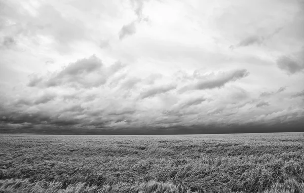 Rain over wheat field — Stock Photo, Image