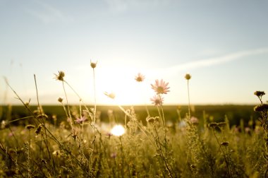 Real field and flowers at sunset. clipart