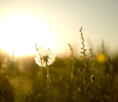 Real field and dandelion at sunset. clipart