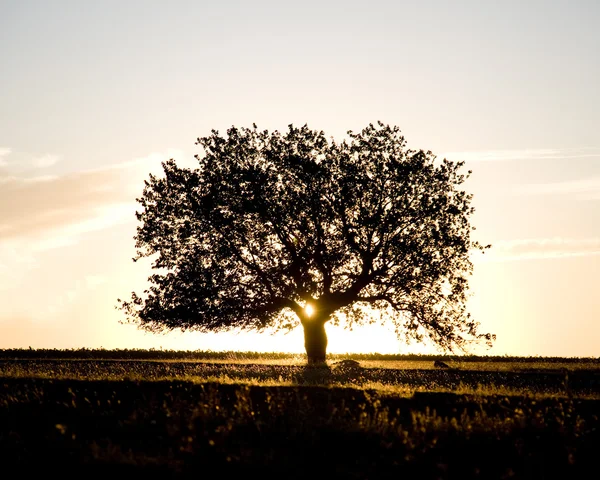 Дерево в летнем поле — стоковое фото
