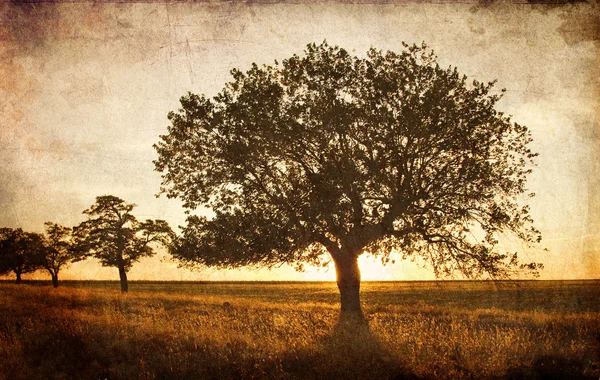 Дерево в летнем поле . — стоковое фото