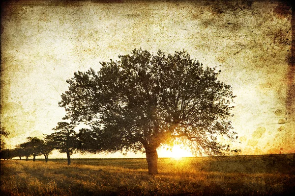 Árvore no campo de verão . — Fotografia de Stock