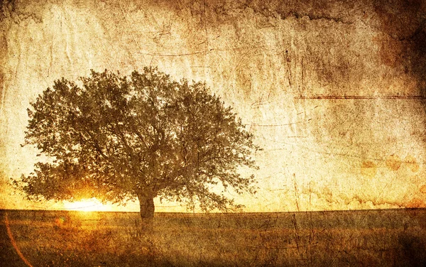 夏の畑の木. — ストック写真