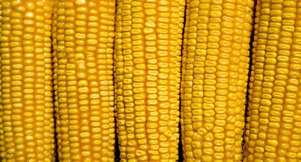 Natural corn without chemical additives and genetically modified — Stock Photo, Image