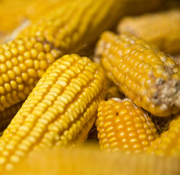 Natural corn without chemical additives and genetically modified — Stock Photo, Image
