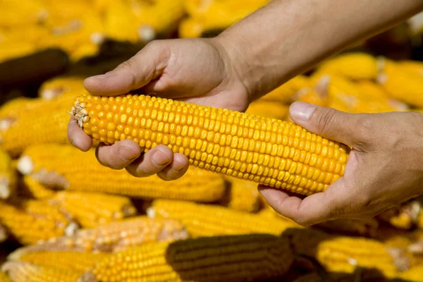 Corns in farmers hands. — Stock Photo, Image