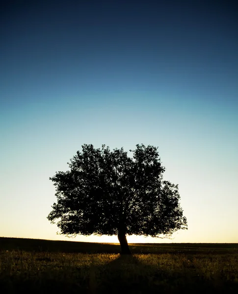 Дерево в летнем поле . — стоковое фото
