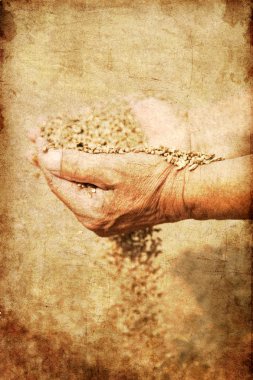 buğday ve yaşlı çiftçinin elleri