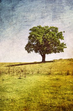 Lonely green tree at meadow. clipart