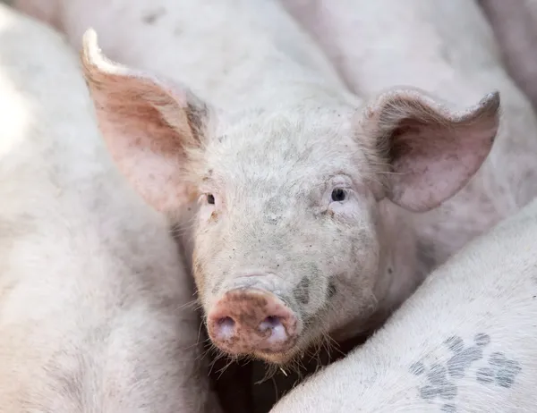Cerdos de granja ucranianos —  Fotos de Stock