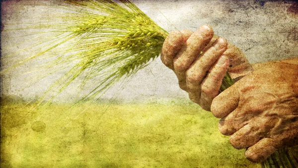 Rolnik ręka trzymać kłoska pszenicy zielony. — Zdjęcie stockowe