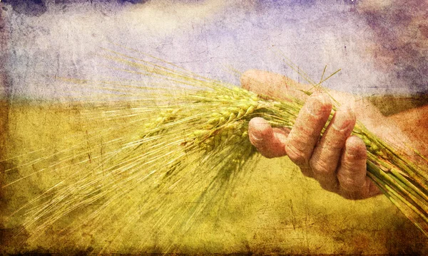 Рука фермера держит зеленый колосок пшеницы . — стоковое фото