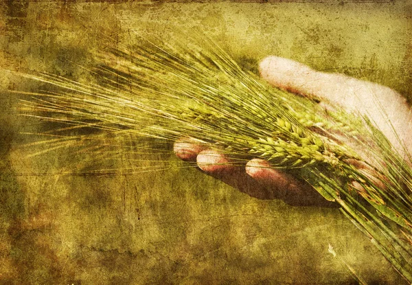 Rolnik ręka trzymać kłoska pszenicy zielony. — Zdjęcie stockowe